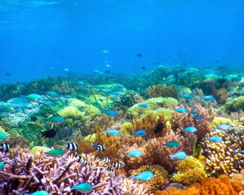 1027-0242_gili-kondo-bidara-petagan-snorkelling-tour-indonesia-pelago3