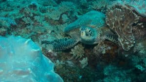 Sea turtle swimming near coral reef in the Gili Islands, Lombok.
